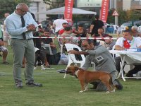 Gaziemir'de köpek ırkları yarıştı