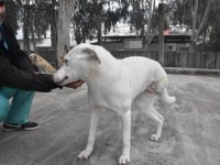 Geçici Köpek Bakımevi ve Rehabilitasyon Merkezi ampute köpeklere yuva oldu