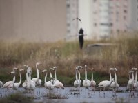 ''Gediz Deltası otoban şantiyesine dönüştürülmek isteniyor''