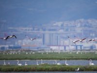 Gediz Deltası Türkiye’nin ilk UNESCO Dünya Doğa Mirası olabilir