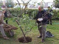 Giritlilerin özlemi Karşıyaka’da limon ağaçlarını çoğalttı…