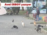 Hayvan sevgisi bu değil...