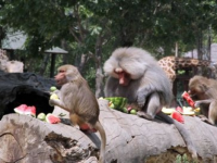 HAYVANLARA BUZ GİBİ ZİYAFET