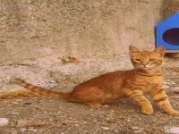 Her bilet bir ''Patihane''