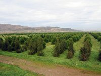 Her bir araç için 12 ağaç...