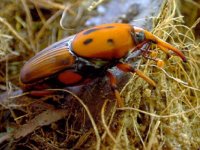 İl Sağlık Müdürlüğü uyardı: ''Bu böceğe dikkat!''