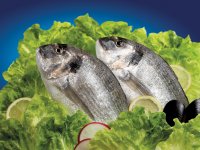 İnovatif gençlere Çipura keyfi