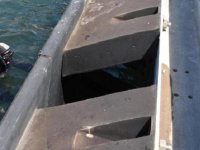 İskelede kedi kurtarma operasyonu...