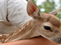 İZMİR DOĞAL YAŞAM PARKI'NIN EN YENİSİ BAMBİ...