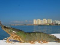 İzmir karidesi marka yolunda