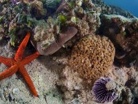 İzmir Körfezi'nde canlılık artıyor