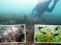 İzmir Körfezi'nde yüzmeye az kaldı...