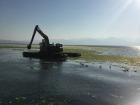 İzmir Körfezi'ndeki yeşil örtünün beyazlaşmasıyla ilgili açıklama geldi