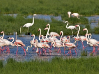 İzmir Kuş Cenneti Milli Park Oluyor