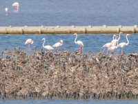 İzmir Kuşcenneti'ne bakan güvencesi