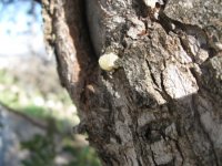 İzmir Orman Bölge Müdürlüğü'nden 