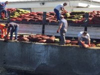 İzmir’de 24 ton kaçak midyeye el konuldu