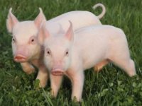 İzmir'de 63 kilo domuz eti ele geçirildi...