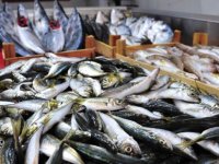 İzmir'de en çok balık ucuzladı...