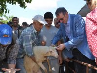 İzmir’de koyun ve keçilere elektronik kimlik