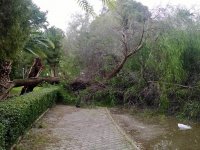 İzmir'de lodos 75 ağacı devirdi