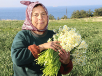 İzmir'de ''Nergiz'' mevsimi...