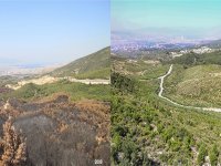 İzmir’in ''akciğerleri'', küllerinden doğdu