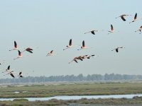 İZMİR'İN ARITMA SUYU KUŞ CENNETİ'NE 