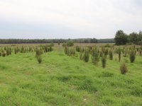 İzmir'in ''ciğerleri'' yeniden yeşeriyor