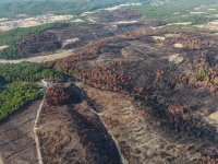 İzmir'in ciğerlerini yakan yangının izleri siliniyor