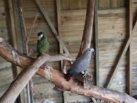 Kaçak papağanlar Karşıyakalı oldu 