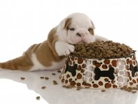 Kaliteli köpek maması seçenekleri