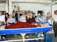 Kamil Okyay Sındır; “Kiraz üreticisi perişan”​