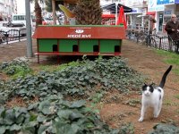 Karşıyaka Belediyesi'nden kedilere ev...