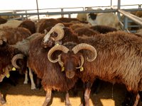 Karşıyaka Kurban Bayramı’na hazır