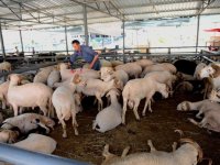 Karşıyaka Kurban Bayramı’na hazır