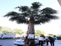 Karşıyaka'da ağaçlar dile geldi...