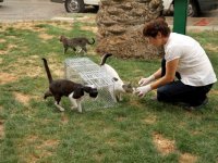 Karşıyaka'da bir ayda 300 kedi kısırlaştırıldı