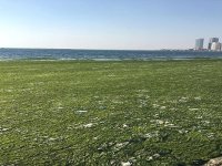 Karşıyaka’da deniz yosunla kaplandı…