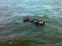 Karşıyaka'da denizden ''Angus'' çıktı