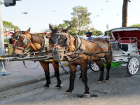 KARŞIYAKA'DA FAYTONLARA KALICI ÇÖZÜM