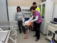 Karşıyaka'da flamingo operasyonu...