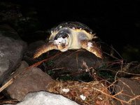 Karşıyaka'da karaya caretta caretta vurdu!