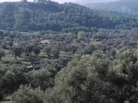 Karşıyaka’da Kentsel Dönüşüm Ormanı kuruluyor