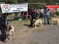 Karşıyaka’da köpek ırkları yarışacak