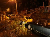 Karşıyaka'da lodostan 6 ağaç devrildi...