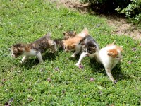 Karşıyaka'da Minik yavrular yuva arıyor