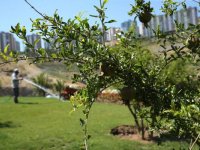 Karşıyaka'da parklar nar ağaçlarıyla süslendi
