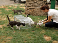 Karşıyaka’da sokak hayvanları kısırlaştırılıyor