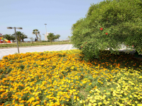 Karşıyaka'da sokaklar çiçek açtı...